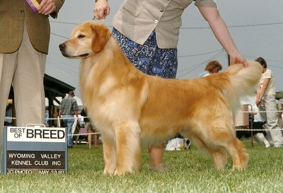 Gemstar Golden Retrievers Golden Retrievers Tennessee